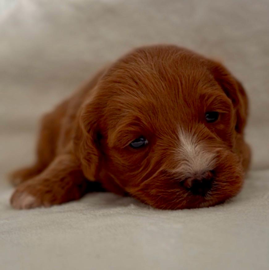 Cookie the Cavoodle